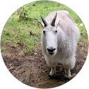 Mammad Mammadov profile picture